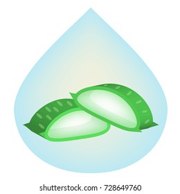 Slice Aloe Vera (Aloe barbadensis Mill.,Star cactus, Aloe, Aloin, Jafferabad or Barbados) a very useful herbal medicine for skin care and hair care.