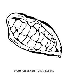 slice of cocoa fruit, fruit full of cocoa beans, linear drawing on a white background