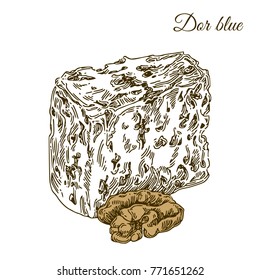 Slice of Dor blue cheese and walnut. Engraving style. Vector illustration.