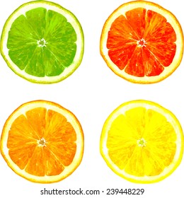 slice of four citrus fruits drawing by watercolor, lime, lemon, orange and grapefruit, hand drawn vector illustration