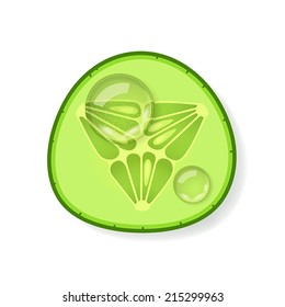 Slice of fresh juicy cucumber with drops of water