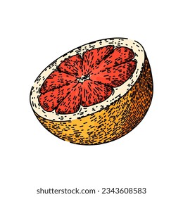 slice grapefruit red hand drawn. cut fruit, top half, food citrus slice grapefruit red vector sketch. isolated color illustration