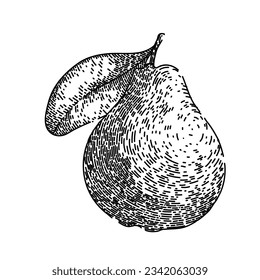 slice guava fruit hand drawn. tropical cut, green guajava, leaf exotic slice guava fruit vector sketch. isolated black illustration