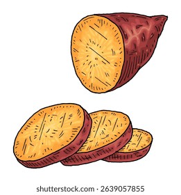 Slice and half sweet potato. Vintage engraving vector color illustration. Isolated on white background.