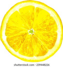 Slice Of Lemon Drawing By Watercolor, Hand Drawn Vector Illustration