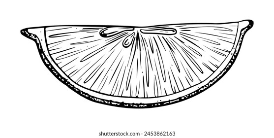 Slice of Lemon fruit. Sketch Hand drawn vector illustration. Black outline ink of citrus fruit. Isolated on white background. Design for menu, package, cosmetic, textile