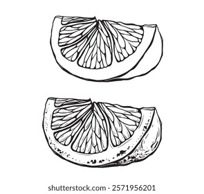 Slice of lemon or a quarter of an orange isolated on white background. Vector ink vintage engraving illustration for menu, web and label. Hand drawn in a graphic style linear drawing fruit.