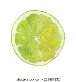slice of lime drawing by watercolor, hand drawn vector illustration 