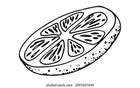 Slice of lime, lemon. The fruit. Single element. Hand-drawn. Doodle, sketch, icon. Vector illustration for seasonal designs, menus, prints. On white background.