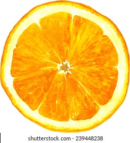 Slice Of Orange Drawing By Watercolor, Hand Drawn Vector Illustration