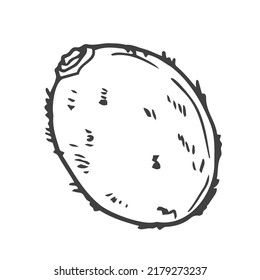 Slice or part of kiwi fruit, doodle vector illustration isolated on white background. Concept of healthy eating and lifestyle. Linear hand drawn tropical ingredient for menu or recipe design.