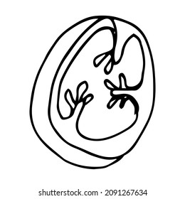 Slice of pepper with bone outline doodle cute digital art. Print for cards, banners, posters, textiles, restaurants, menus, packaging, wrapping paper, invitation cards, shops, coloring books.