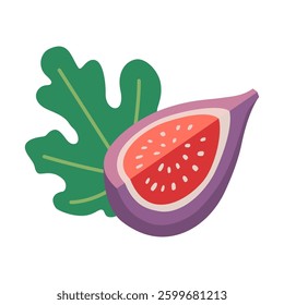Slice of purple Fig with a seeds and leaf. Modern vector illustration isolated on white background, hand drawn, flat design