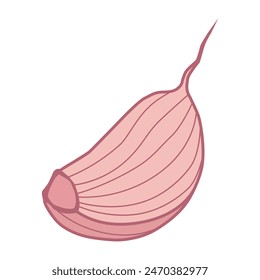 A slice of red garlic. A delicious and healthy seasoning. A clove of garlic. Vector illustration isolated on a white background for design and web.