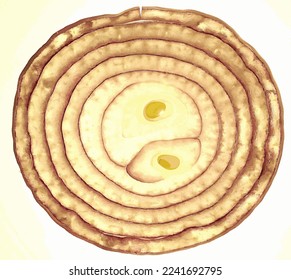 Slice of red onion on a light background