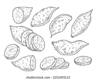 Slice and whole sweet potato. Vintage engraving vector black illustration. Isolated on white background.