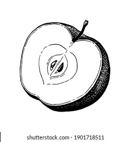 Sliced apple. Ink sketch isolated on white background. Hand drawn vector illustration. Retro style.