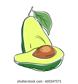 Sliced avocado with leaves, color vector illustration in sketch style.
