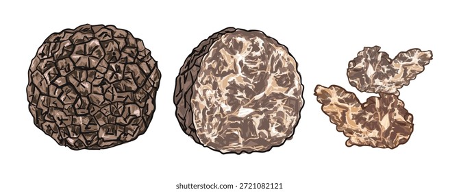 Ilustración de trufa negra en rodajas aislada sobre un fondo blanco. Hongos comestibles gourmet utilizados en la cocina de lujo y la gastronomía fina, ideales para la marca culinaria, conceptos de alimentos premium y gráficos de menús de restaurantes.