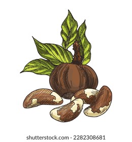 Esbozo en rodajas de nueces de brasil. Imagen vectorial de la selva amazónica. Podrá tomar un aperitivo saludable o un gourmet exótico. Semillas comestibles. Cosecha y agricultura, ingrediente vegetariano y vegetariano de dieta. Supercomida.