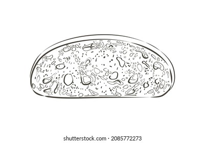 Sliced bread toast. Slice of a whole wheat white bread. Bakery, food, piece of roasted crouton for sandwich snack. Realistic vector illustration image.