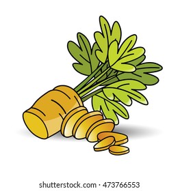 sliced carrot with leaves in color-vector drawing