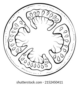 Sliced circle of tomato. Vector illustrations in hand drawn sketch doodle style. Line art botanical food isolated on white. Close up slice tomato vegetable. Element for coloring book, design, print.