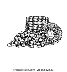 A sliced corn cob and a handful of grains. Vector graphics with the image of corn. Black and white hand-drawn illustration. On a white background. Great for labels, banners, posters and packages.
