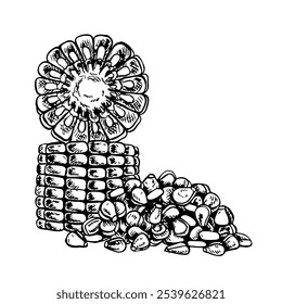 Sliced corn cobs and a handful of grains. Vector graphics with the image of corn. Black and white hand-drawn illustration. On a white background. Great for labels, menus, posters and packages.
