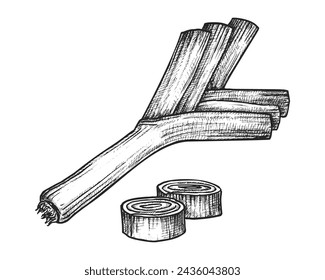 Sliced green sprouting onion sketch. Vector vintage illustration of scallion vitamin ingredient for salad. Vegan and vegetarian menu or cooking drawing. Spice food and root plant. Farm harvest