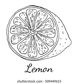 Sliced half of a lemon. Hand drawn isolated illustration with the inscription