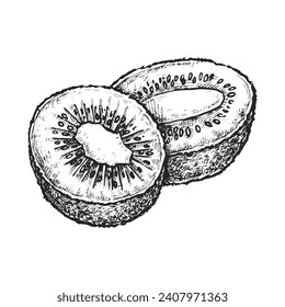 Sliced kiwi or cross section of kiwifruit. Vector sketch of exotic tropical fruit. Chinese gooseberry illustration for cooking or botany, biology book. Vegetarian nutrition or vegan diet. Organic food