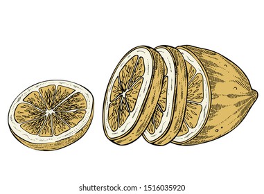 Sliced lemon, hand drawn, vector