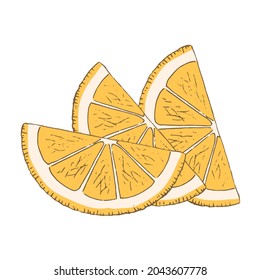 Sliced lemon on a white background. Delicious citrus fruit is an ingredient for dishes. Vector isolated illustration hand drawn