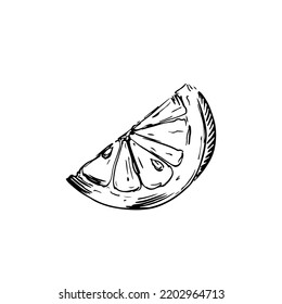 Sliced lemon sketch in classic engraving style on white
