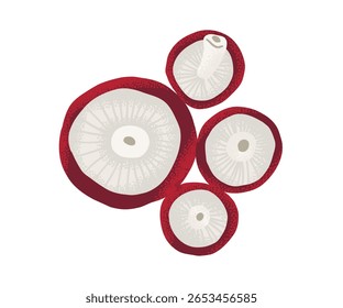Vista superior de cogumelos fatiados, ilustração botânica estilizada de fungos comestíveis, design mínimo e limpo sobre fundo branco.