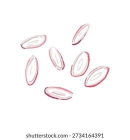 Sliced Myoga Ginger Rings Vector