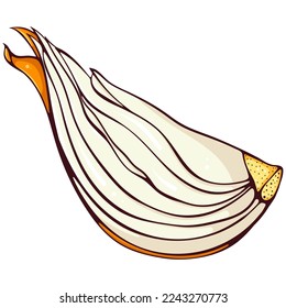 Cebolla cortada. Ilustraciones de color vectorial en estilo de dibujos animados a mano. Comida orgánica fresca aislada en blanco. Cierra las verduras de cebolla. Elemento para libro de cocina, pegatina, diseño