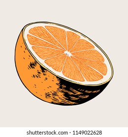 Sliced orange, half orange, fruit. Vector hand drawn illustration.