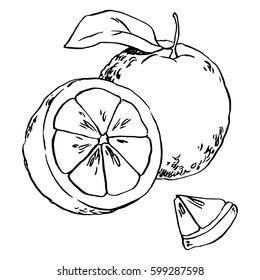 Sliced orange vector sketch drawing.