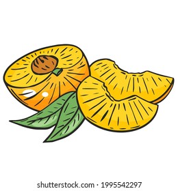 Sliced peach, vector. Peach half and wedges. Bright orange juicy fruit with leaves. Organic healthy food. Hand drawing.