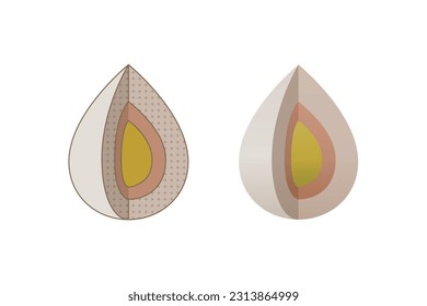 Sliced pear-shaped diagram (structure, layers)