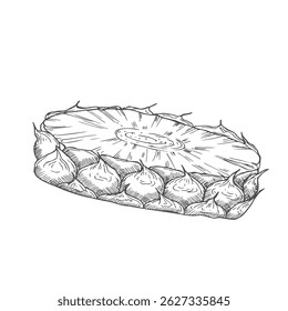 Sliced pineapple sketch in vector. Cut pineapple pieces