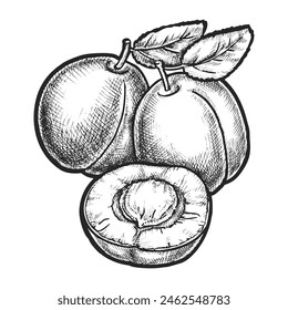 Sliced plum with stone sketch. Vector fruit realistic. Cut berry engraved. Food for recipe book. Plant for vegetarian dessert or vegan ingredient, organic juice. Agriculture and garden harvest