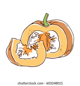 Sliced pumpkin, color vector illustration in sketch style.