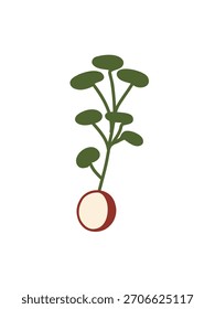 sliced radish flat vector illustration fresh vegetable