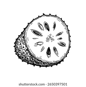 Sliced soursop. Isolated ink sketch of graviola. Hand drawn vector illustration. Retro style.