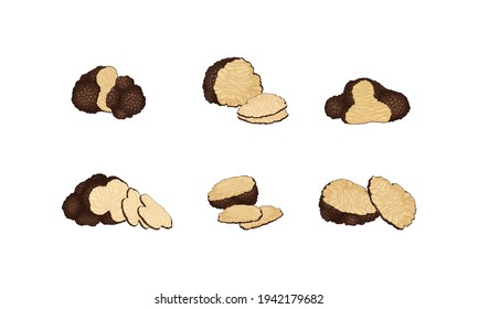 Sliced Truffle as Fruiting Body of Subterranean Ascomycete Fungus Vector Set