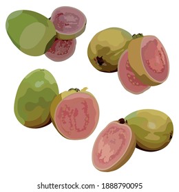 Slices Guava Fruit Illustration Vector Set Taken Several Angles Isolated On White Background Good To Use For Food Magazine, Brochure And Ingredients