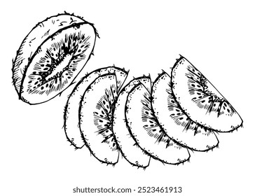 Slices of kiwi fruit for diet and healthy lifestyle, salad vegan raw cooking. Hand drawn vector ink. Illustration composition isolated on white background. Design for recipe book, website, card, menu